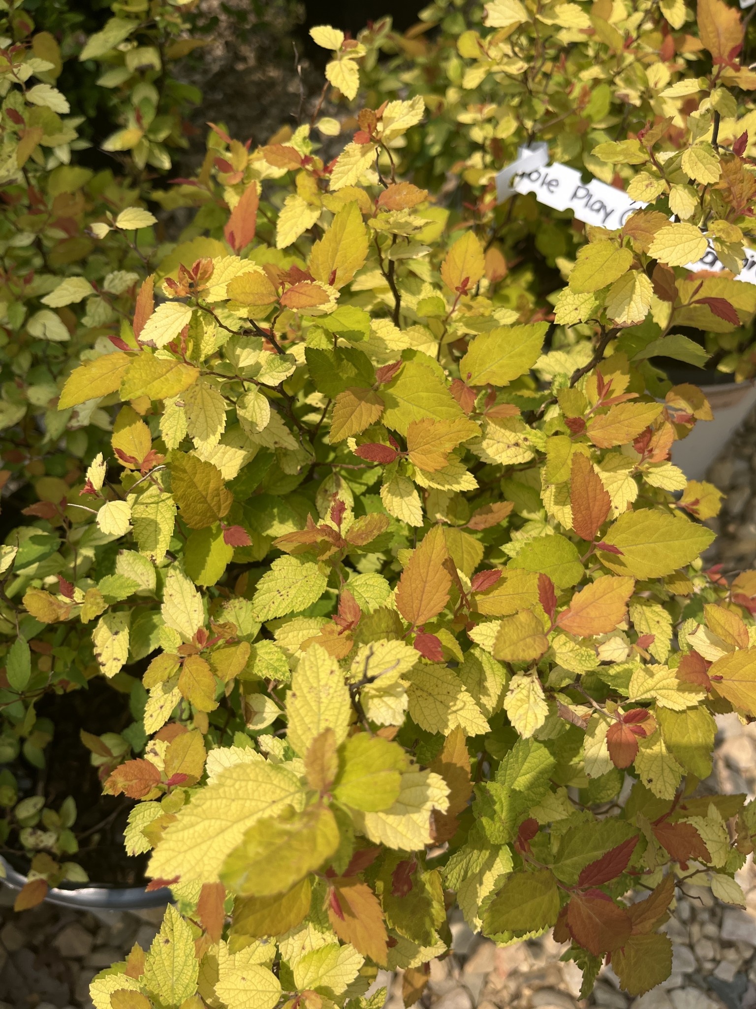 Proven Winner Spirea, Spiraea japonica 'NCSX1' Double Play® Candy Corn® 3G