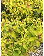 Proven Winner Spirea, Spiraea japonica 'NCSX1' Double Play® Candy Corn® 3G