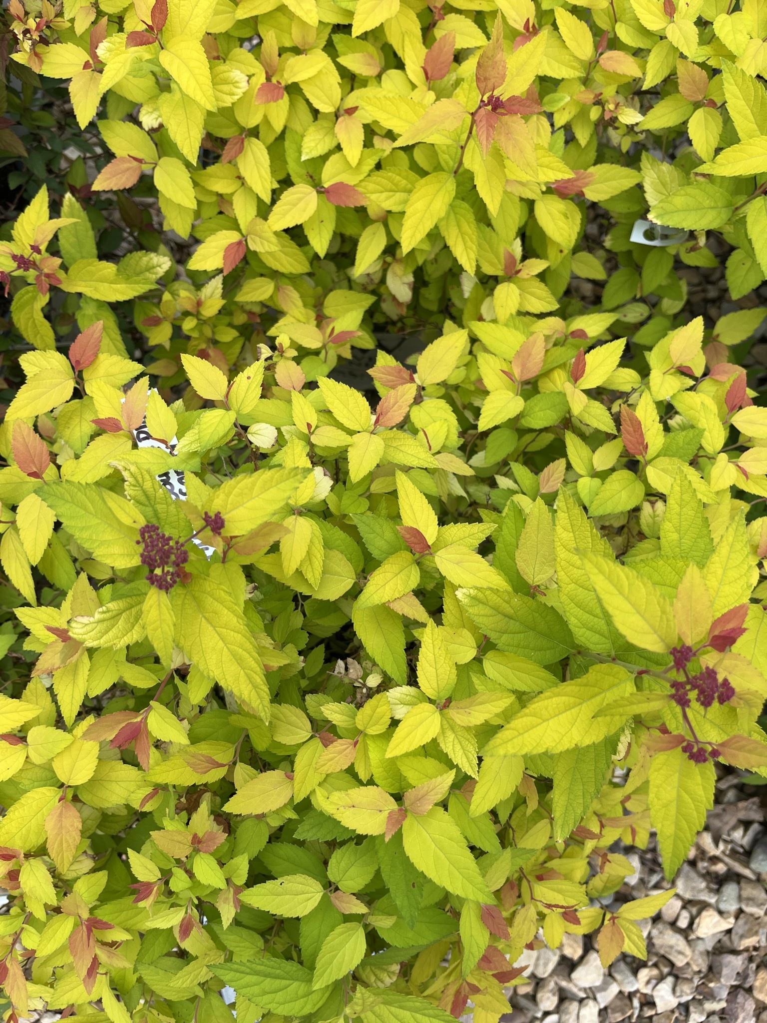 Proven Winner Spirea, Spiraea japonica 'NCSX1' Double Play® Candy Corn® 3G