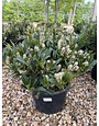 Otto Luyken Laurel 5G
