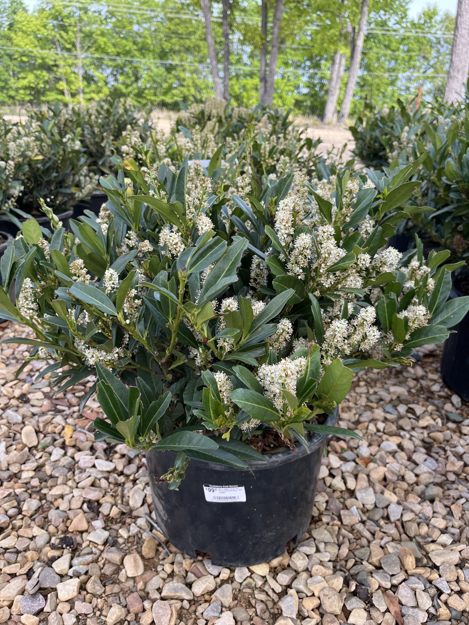 Cherry Laurel, Prunus laurocerasus 'Otto Luyken' 5G