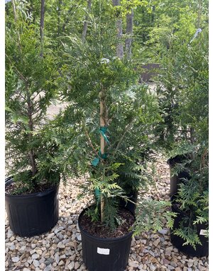 Green Giant Arborvitae 3G OC