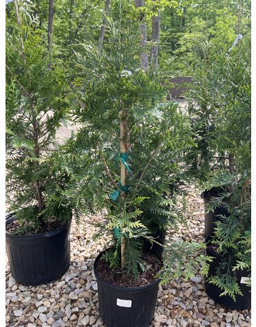 Green Giant Arborvitae 3G OC