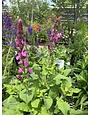 Salvia nemorosa 'Rose Marvel' PP3 0118 1G