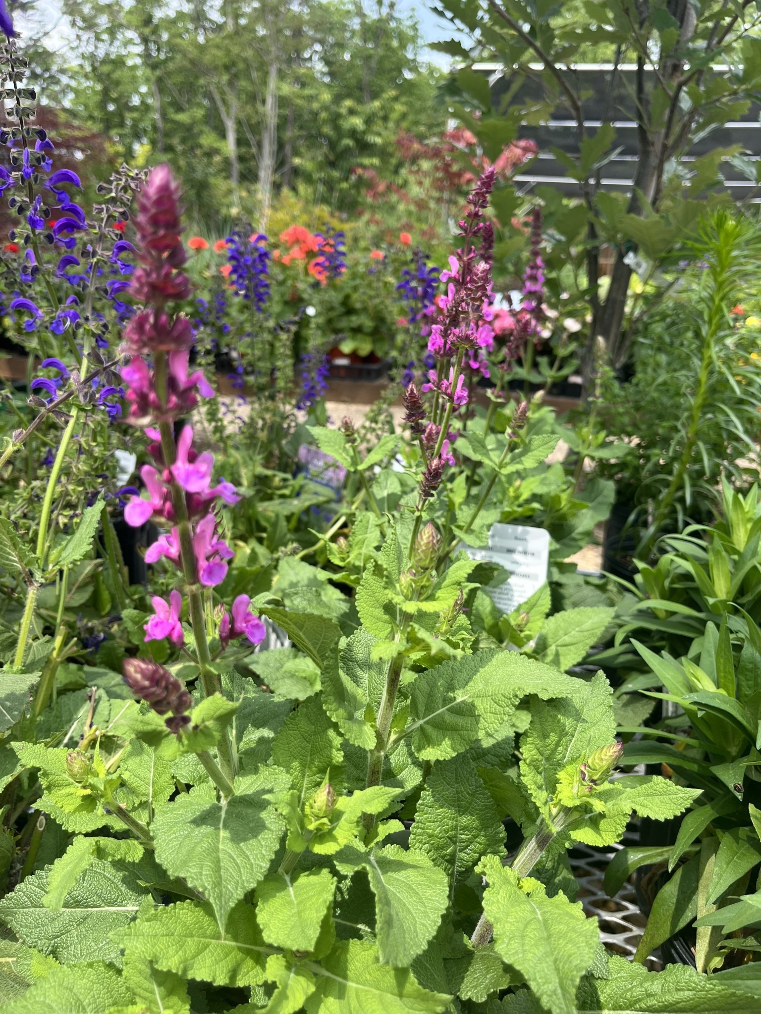Sage, Salvia nemorosa 'Rose Marvel' (Meadow) 1G