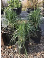 Grass, Karl Foerster Feather Reed Grass 3G