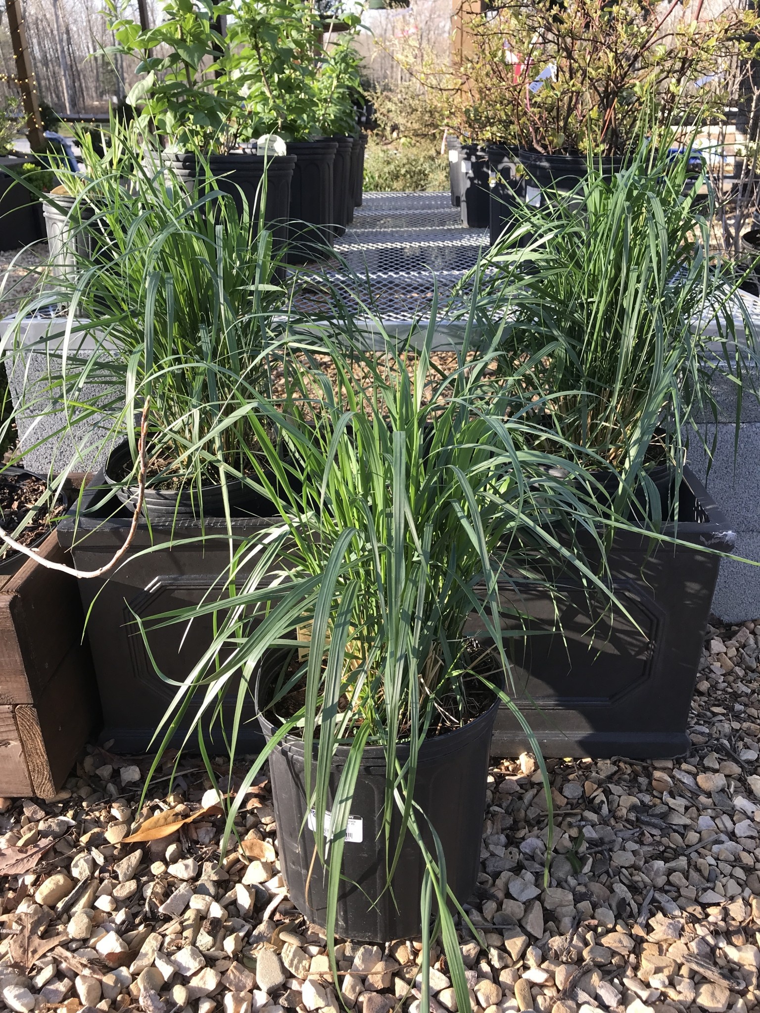 Karl Foerster Feather Reed Grass 3G