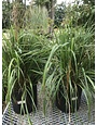Feather Reed Grass, Calamagrostis acutiflora 'Karl Foerster' 3G