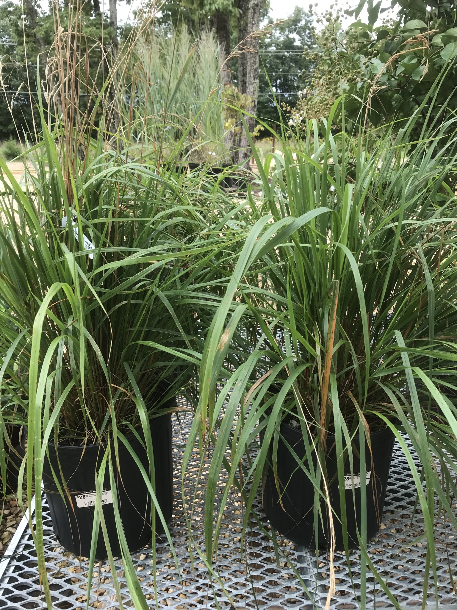 Feather Reed Grass, Calamagrostis acutiflora 'Karl Foerster' 3G