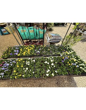 Pansy Variety- 4 pk