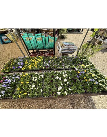 Pansy Variety- 4 pk
