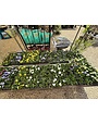 Pansy Variety- 4 pk