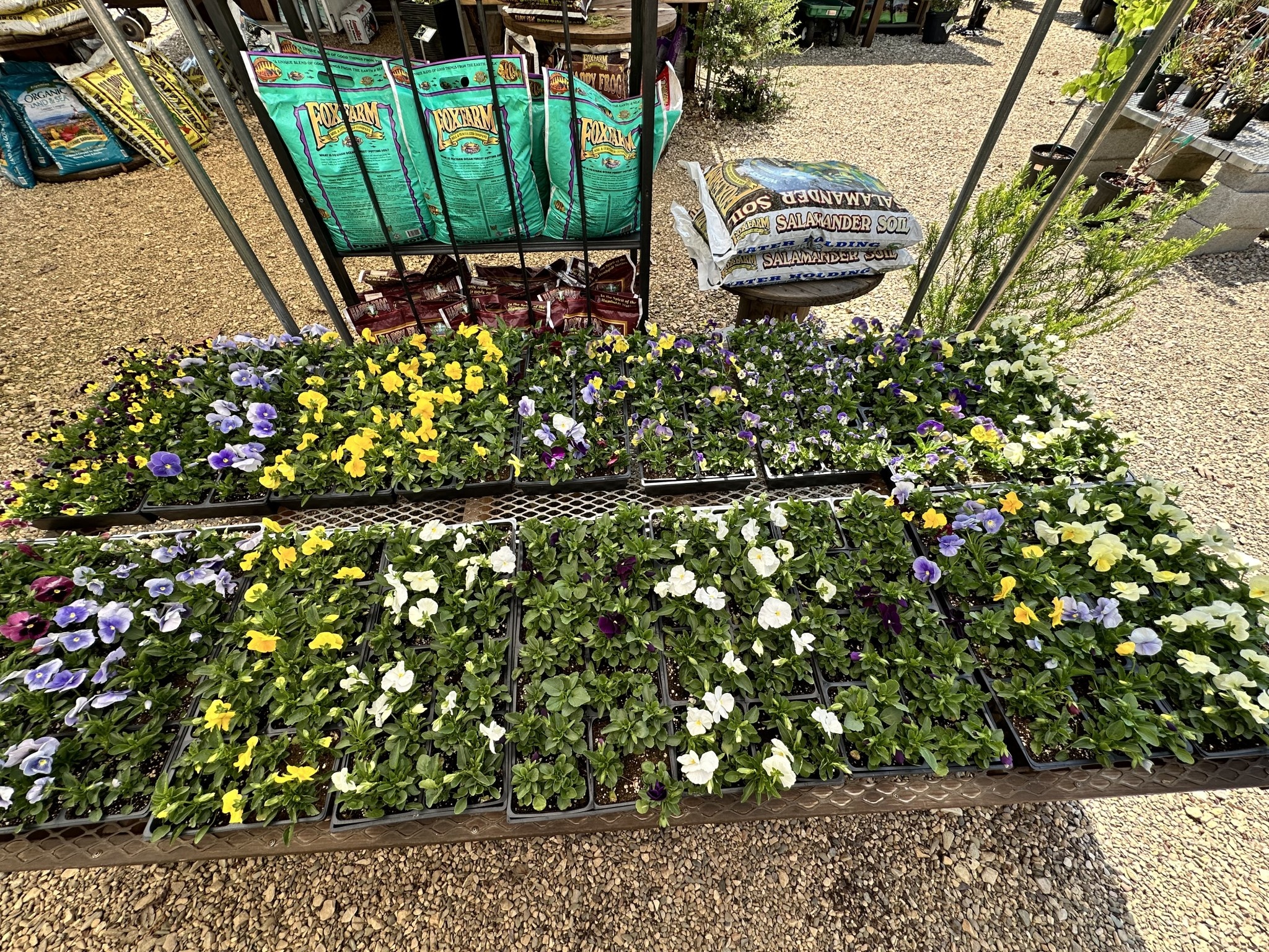 Pansy Variety- 4 pk