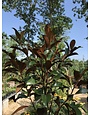 Magnolia, Magnolia grandiflora 'Bracken's Brown Beauty' 15G NATIVE