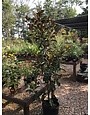 Magnolia, Magnolia grandiflora 'Bracken's Brown Beauty' 15G NATIVE
