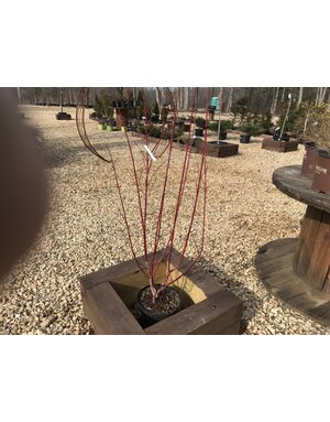 Red Twig Dogwood 3G  'Baileyi' -native