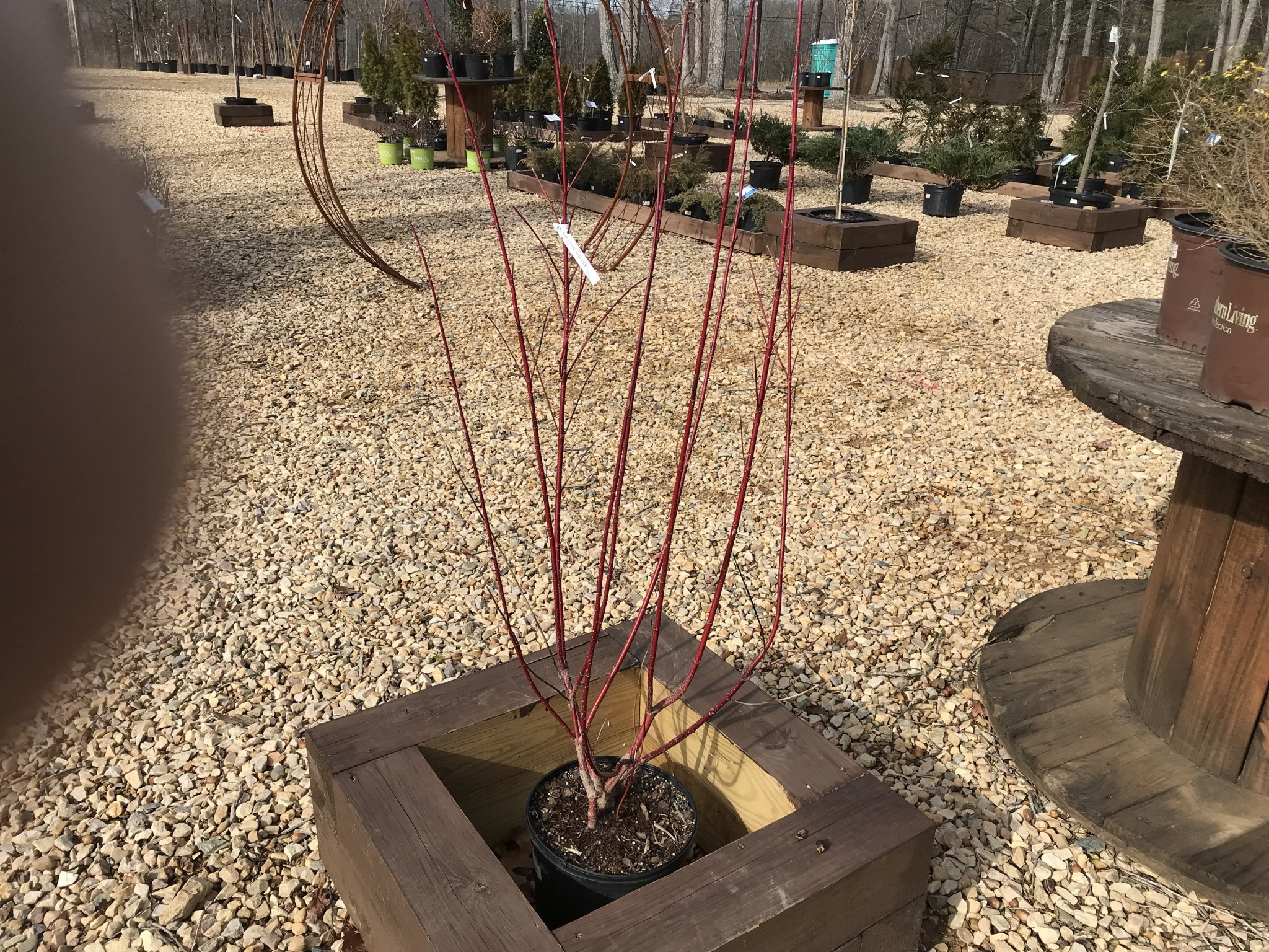 Red Twig Dogwood 3G  'Baileyi' -native