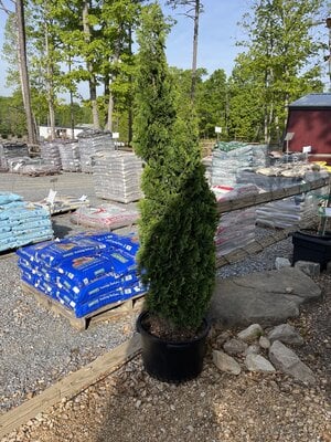 Arborvitae, Thuja occidentalis 'Degroots Spire' 10G