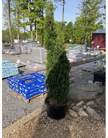 Arborvitae, Thuja occidentalis 'Degroots Spire' 10G