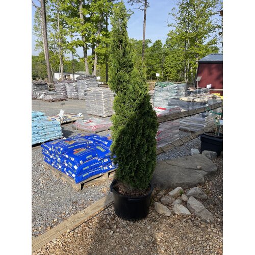 Arborvitae, Thuja occidentalis 'Degroots Spire' 10G