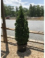 Arborvitae,  Thuja occidentalis 'Degroots Spire' 10G
