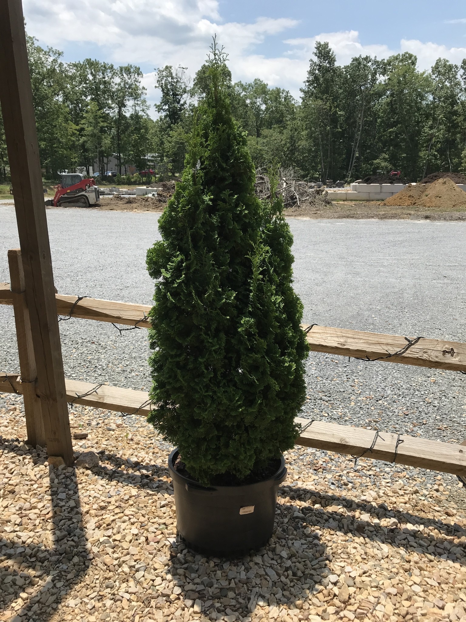 Arborvitae,  Thuja occidentalis 'Degroots Spire' 10G