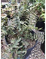 Polystichum acrostichoides 3G CHRISTMAS FERN -native