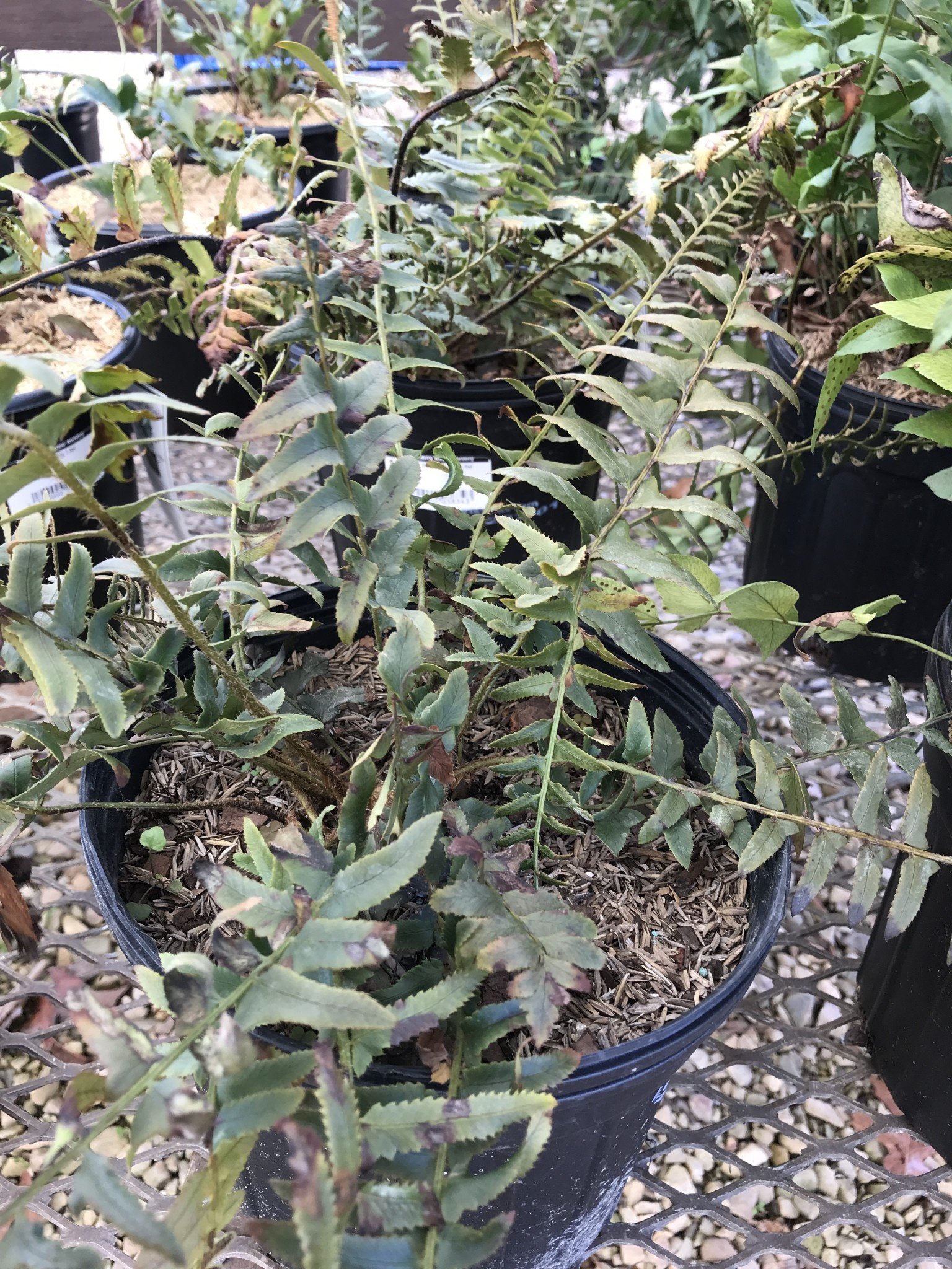 Polystichum acrostichoides 3G CHRISTMAS FERN -native