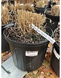 Switchgrass 'Shenandoah' Red   Panicum virgatum -native 3G