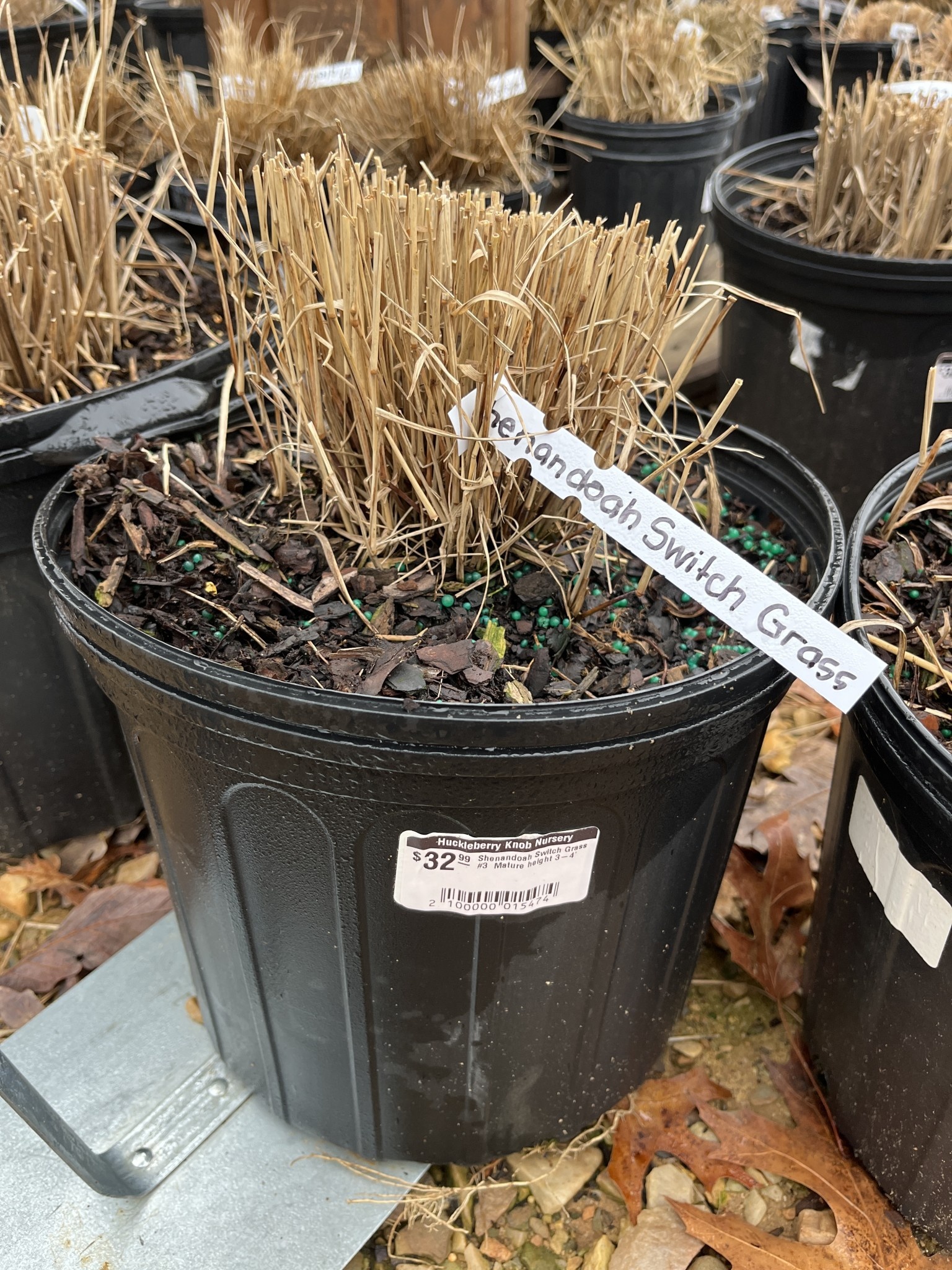 Switchgrass 'Shenandoah' Red   Panicum virgatum -native 3G