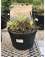 Switchgrass 'Shenandoah' Red   Panicum virgatum -native 3G