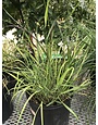 Switchgrass 'Shenandoah' Red   Panicum virgatum -native 3G
