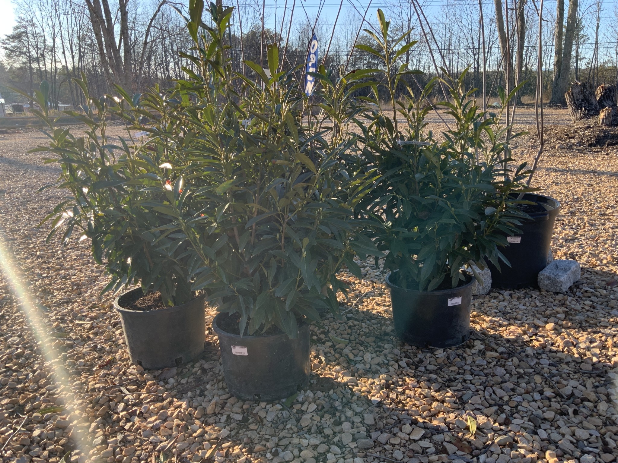 Schip Cherry Laurel 6G-- Prunus laurocerasus 'Schipkaensis'