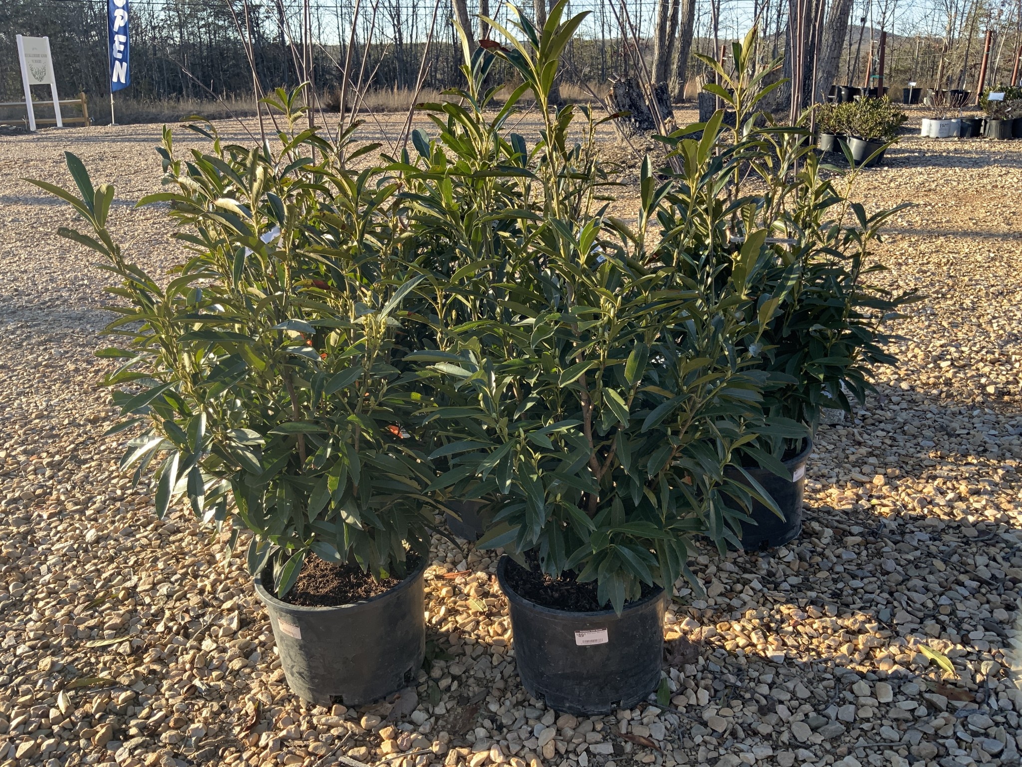 Schip Cherry Laurel 6G-- Prunus laurocerasus 'Schipkaensis'