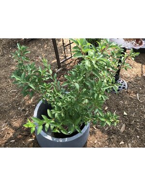 Forsythia, Lynwood Gold  5G