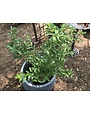 Forsythia, Lynwood Gold  5G
