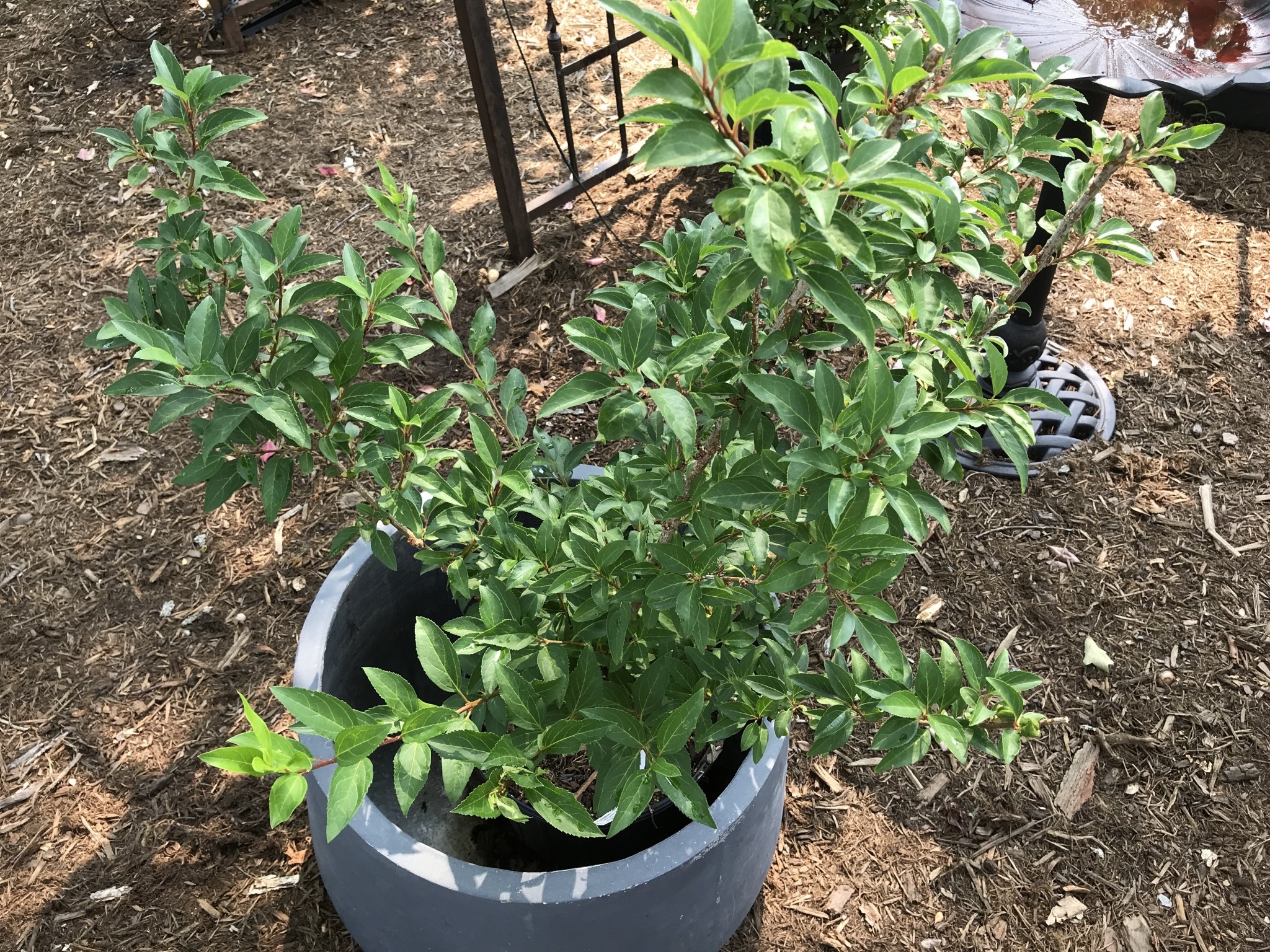 Forsythia, Lynwood Gold  5G