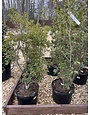 Holly, Gulftide, Osmanthus heterophyllus 'Gulftide' 5G DEER RESISTENT HEDGE