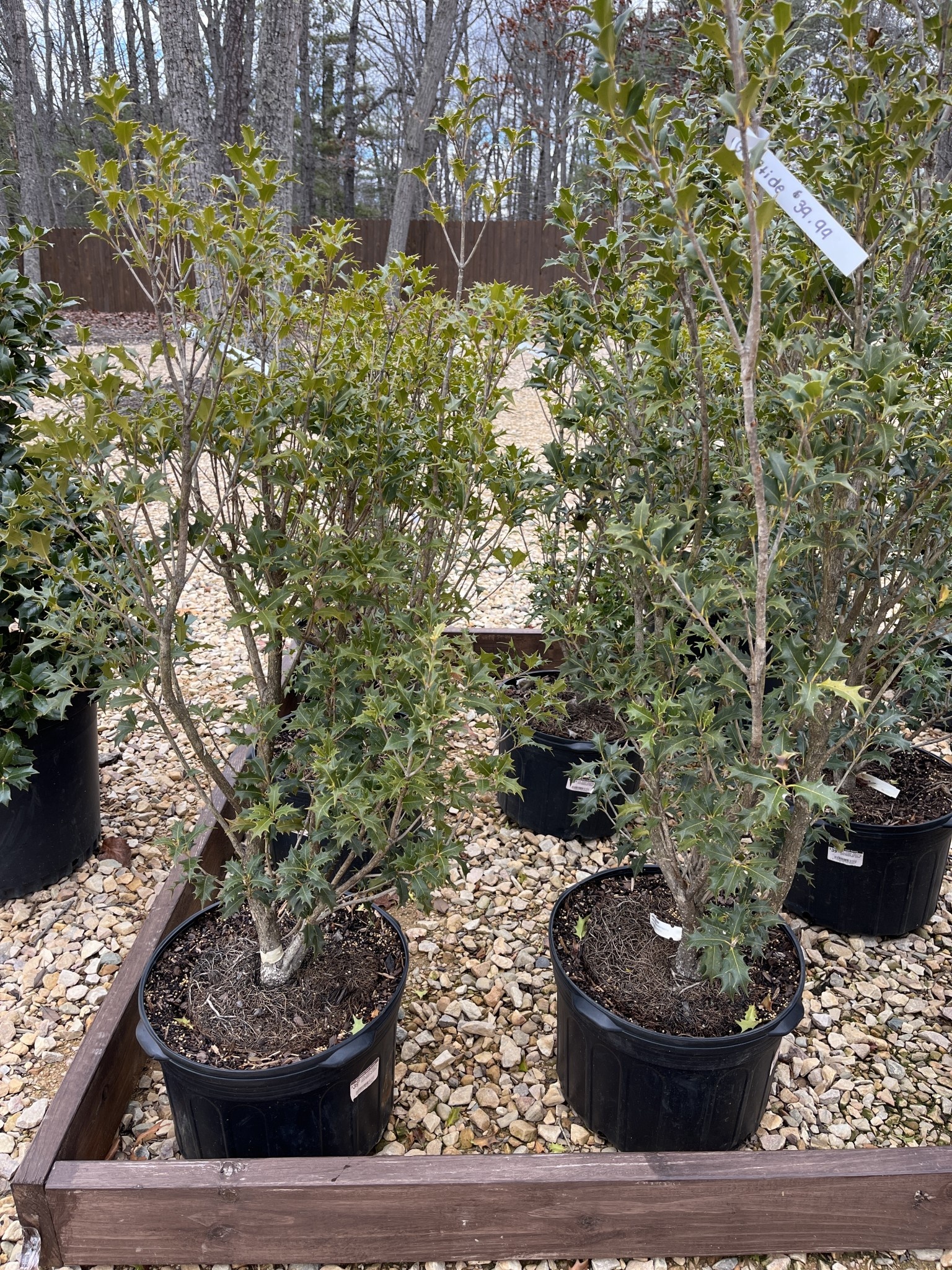 Holly, Gulftide, Osmanthus heterophyllus 'Gulftide' 5G DEER RESISTENT HEDGE