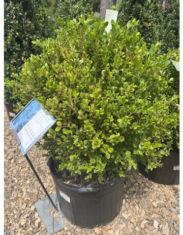 Boxwood, Buxus microphylla var. japonica 'Winter Gem' 15-18"