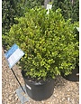Boxwood, Buxus microphylla var. japonica 'Winter Gem' 15-18"