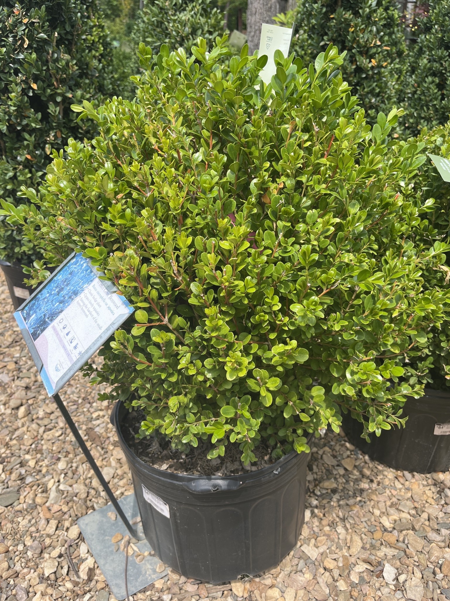 Boxwood, Buxus microphylla var. japonica 'Winter Gem' 15-18"