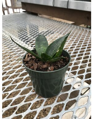 Birdnest Snake Plant 4"