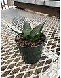 Birdnest Snake Plant 4"