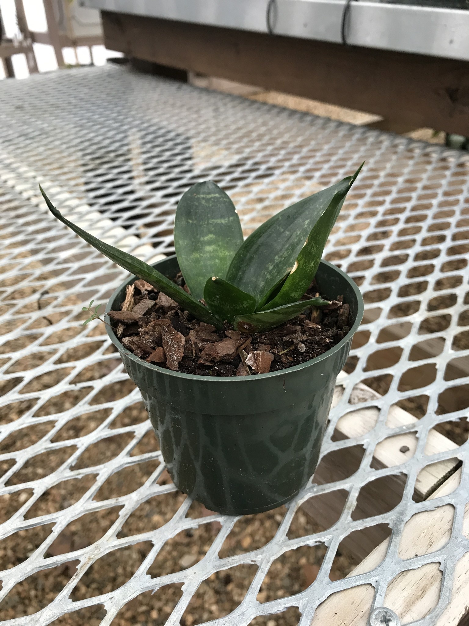 Birdnest Snake Plant 4"
