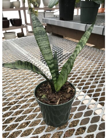 Snake Plant, Dracaena trifasciata 'Zeylanica' 4"