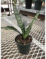 Snake Plant, Dracaena trifasciata 4"