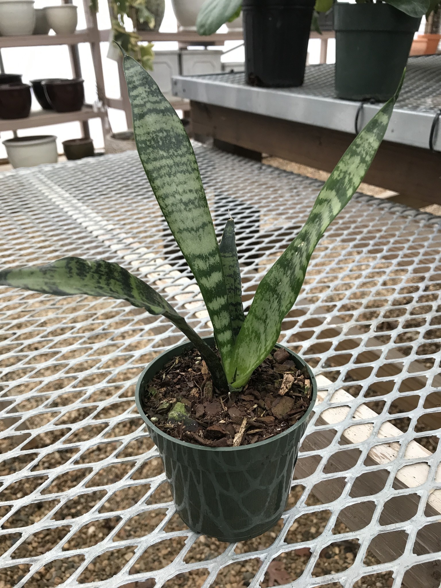 Snake Plant, Dracaena trifasciata 4"