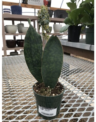 Snake Plant, Dracaena masoniana 'Whale Fin' 4"