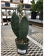 Snake Plant, Dracaena masoniana 'Whale Fin' 4"